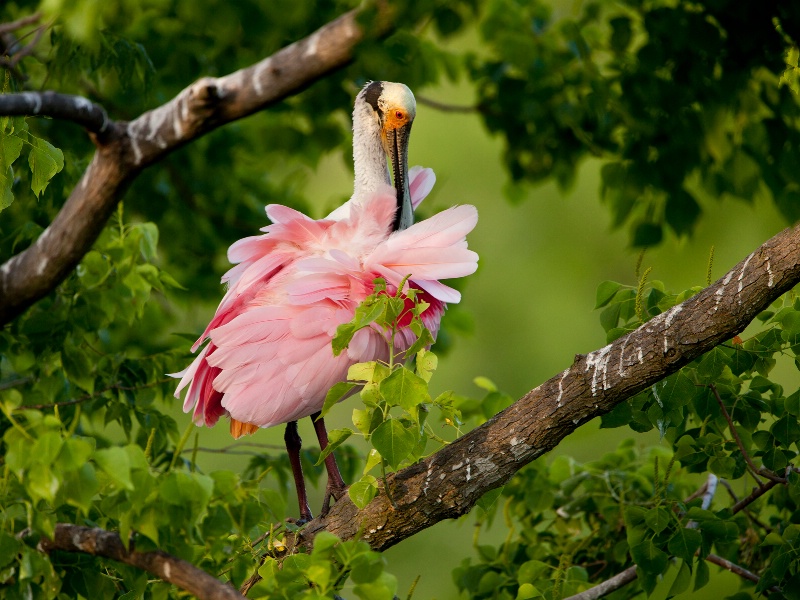 Roseate Spoonbill