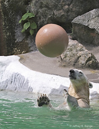 "Polar Bear Water Polo"