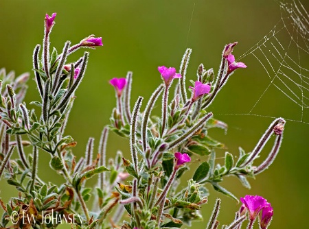 Morning Dew