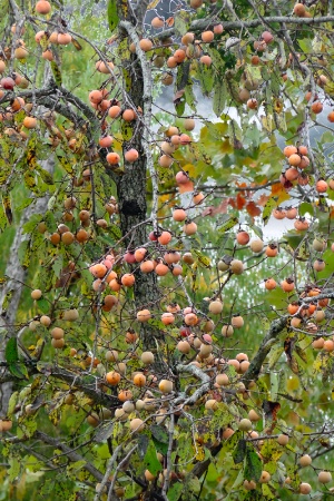 Persimmon