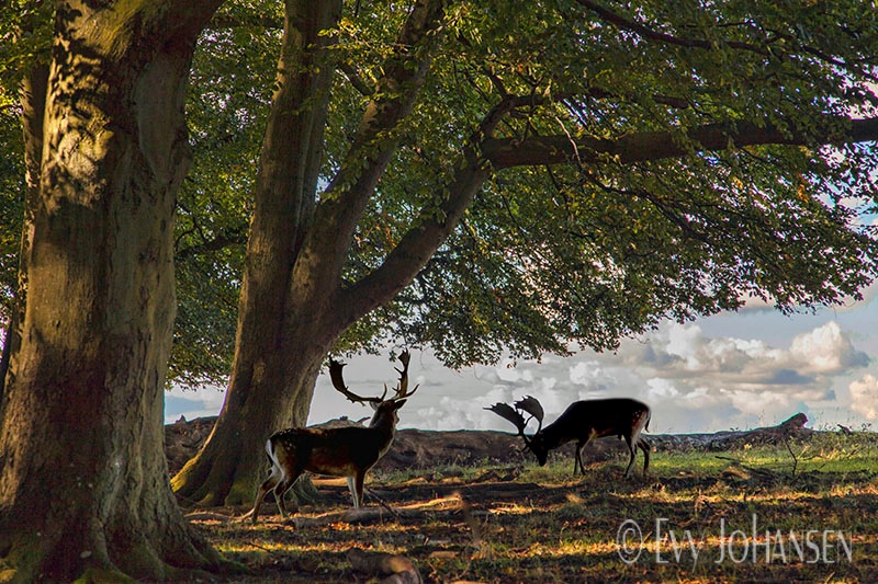 In the Shade of the Trees