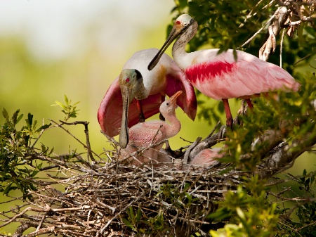 Roseate Spoonbill Family