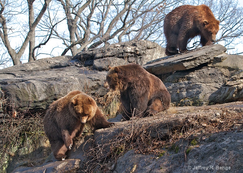 "Bear Mountain"