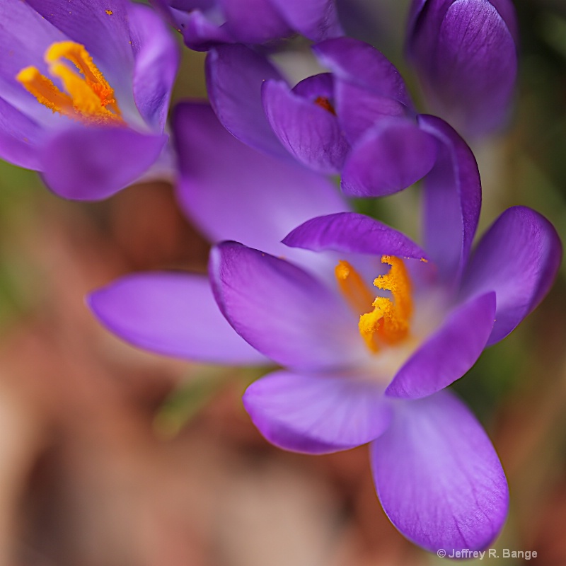 "Grand Opening - First Day Of Spring"