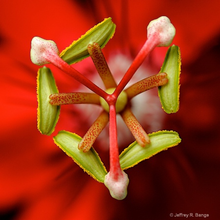 "Stamen Of A Vine Leaved Passion Flower"