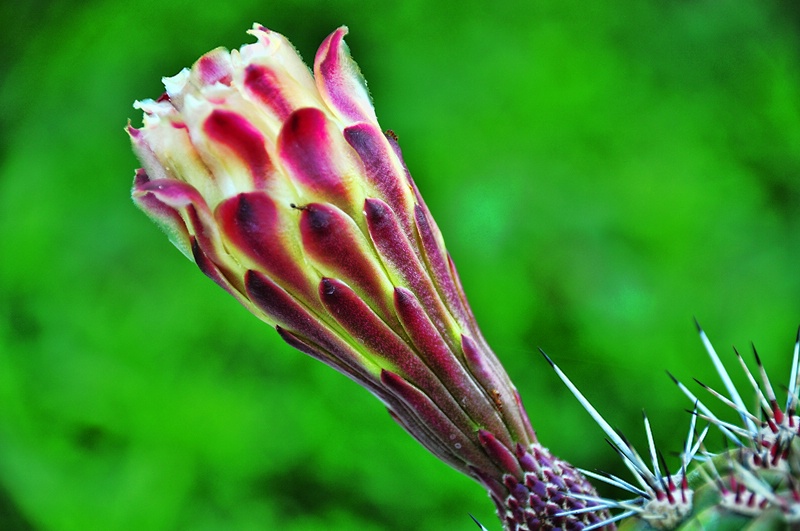 CACTUS'  FLOWER