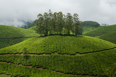 Green Hills of Munnar