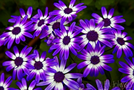 Purple Daisies