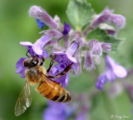 Bee on Cat Mint