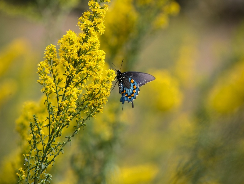 Butterfly Portrait