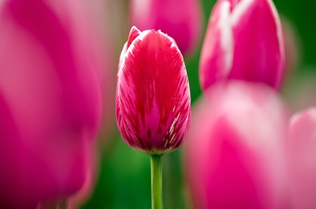 Red Tulip