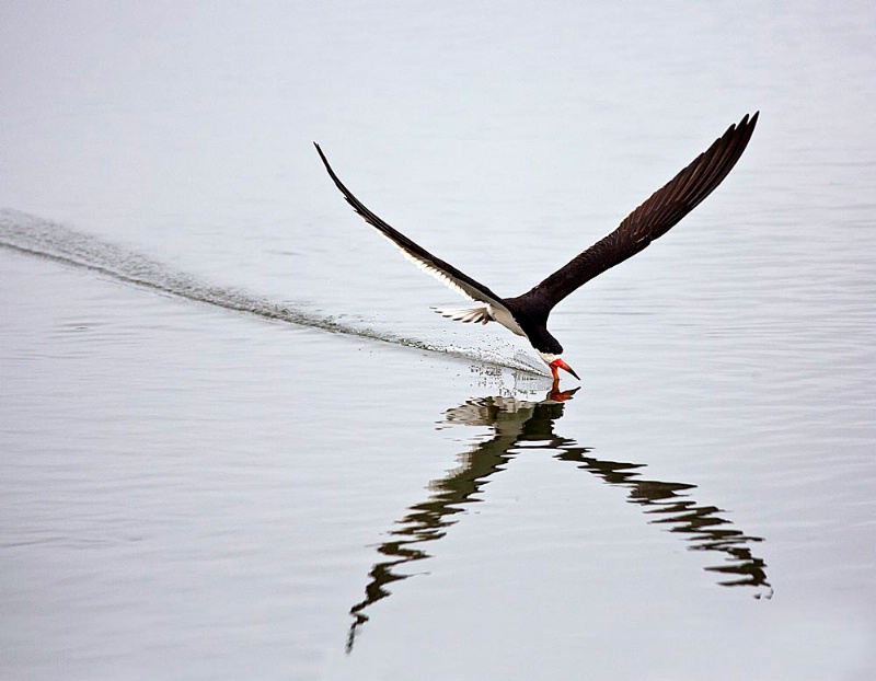 Black Skimmer