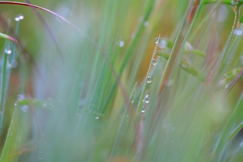 Dewdrop Morning