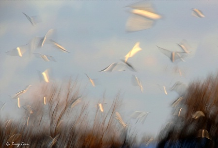 Flight of the Gulls