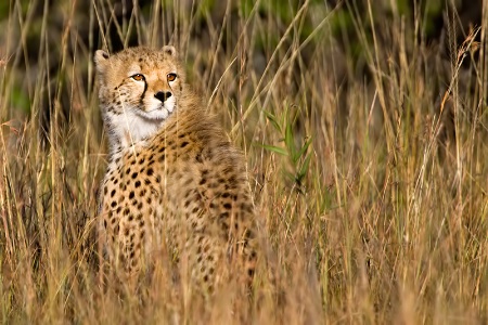 Young Cheetah