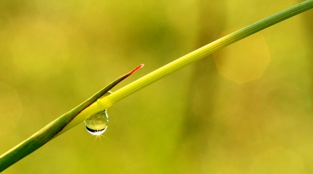 Drop On Grass #4