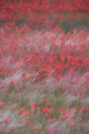 Fantastic Flower Field