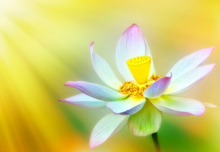 Lovely Lotus