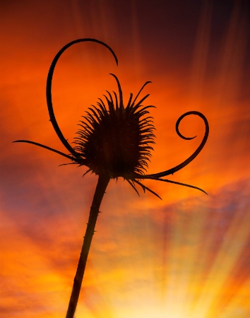 Thistle at Sunset