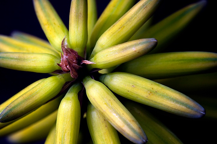 Aloe Layers