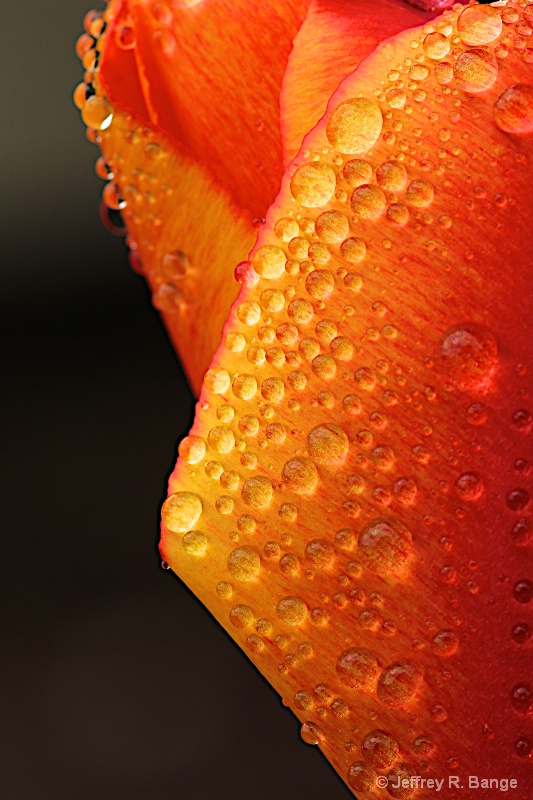 "Water Droplets"
