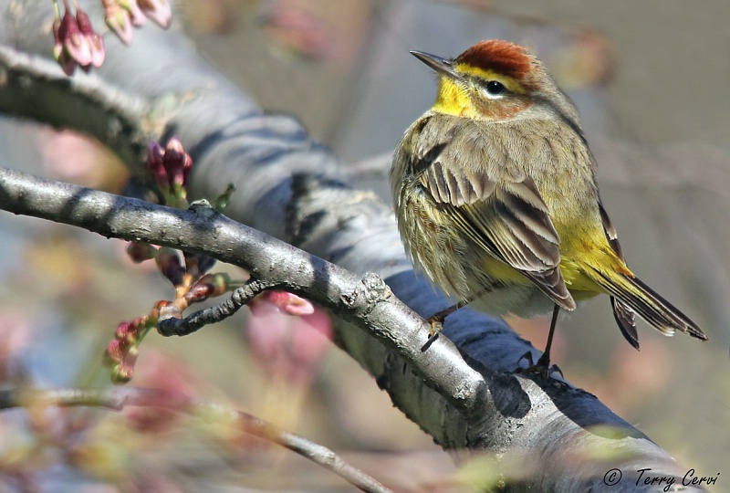 Palm Warbler