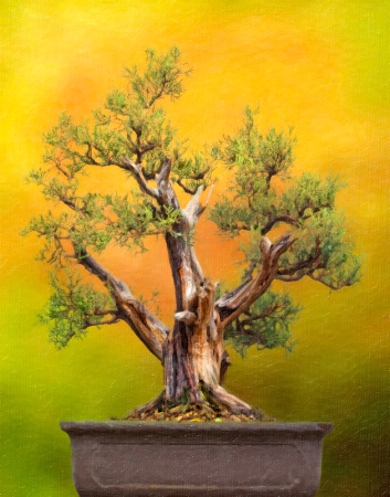 California Juniper