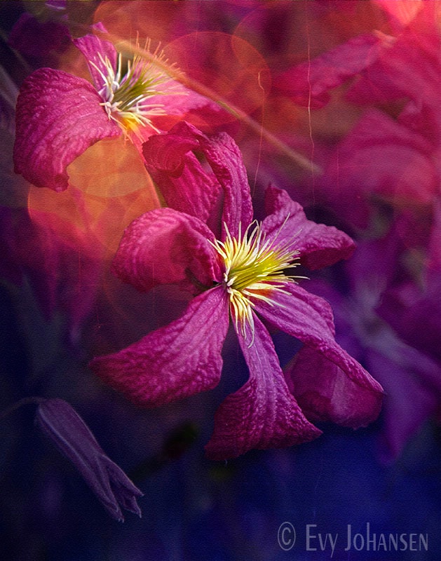 Clematis