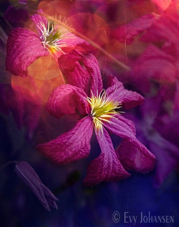 Clematis