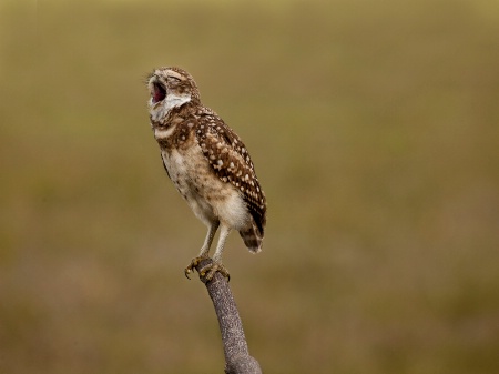 Burrowing Owl Yawn