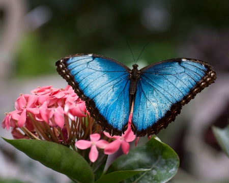 Blue Beauty