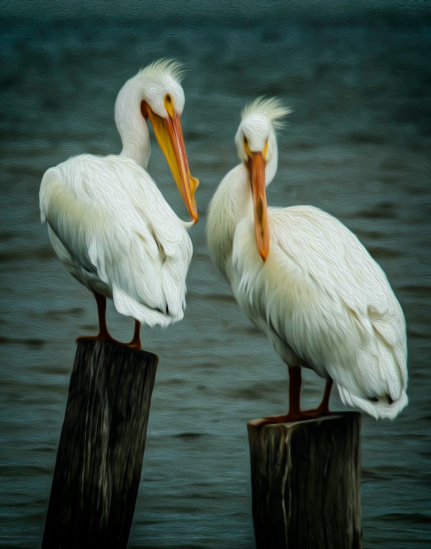 Fine Feathered Friends