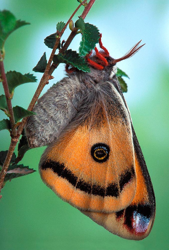 Walter's Silk Moth