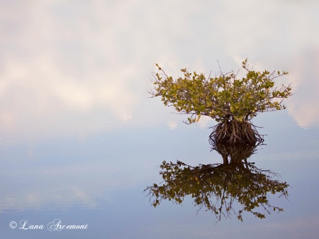 Mangrove