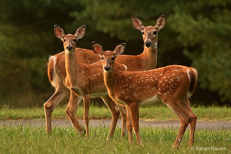 a family portrait