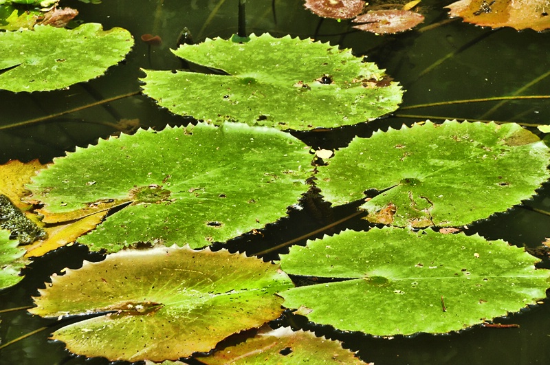 LEAVES  ON  THE  WATER