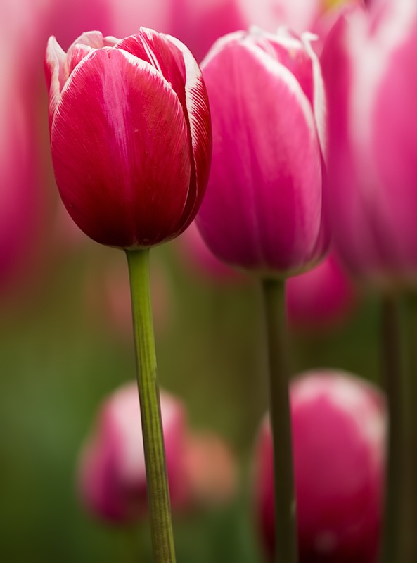 Tulips