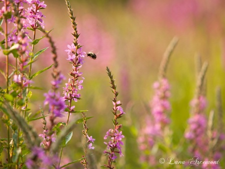 In Search Of Pollen