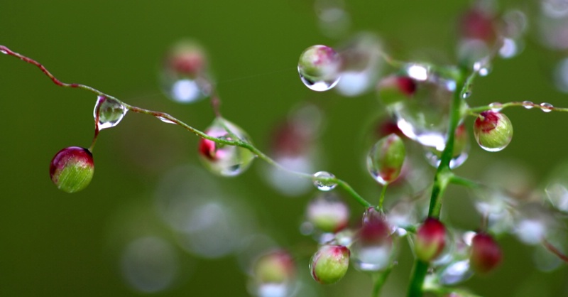 Cool Plant With Raindrops