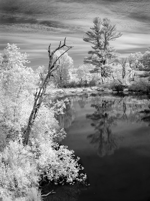 Pond Reflection