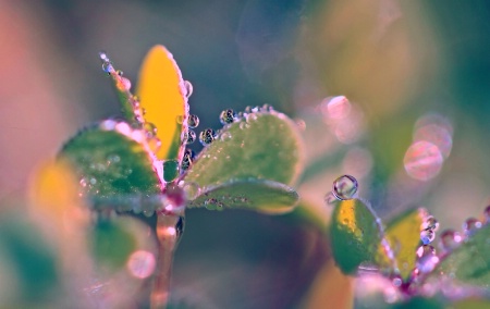 Dewdrops On Edges