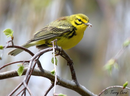 Prairie Warbler