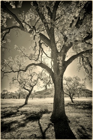 Morning Oak