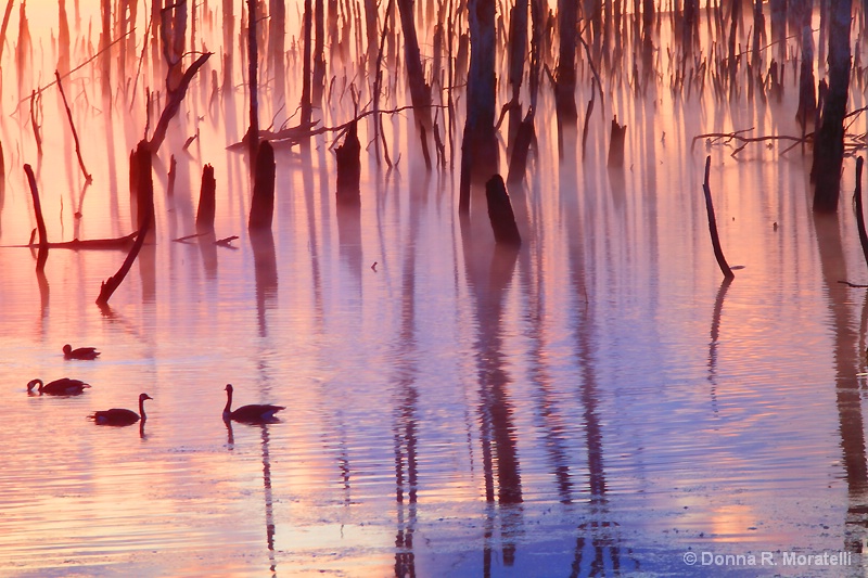 flooded florest