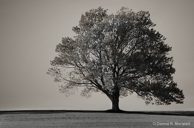 Tree of life