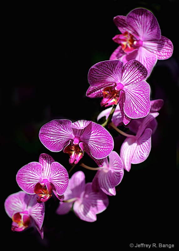 "Orchid #5"