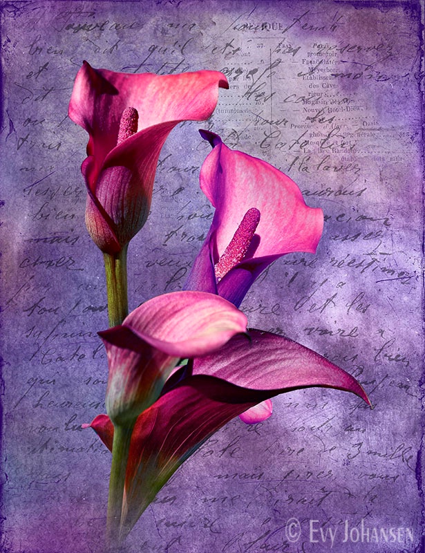 Purple Calla