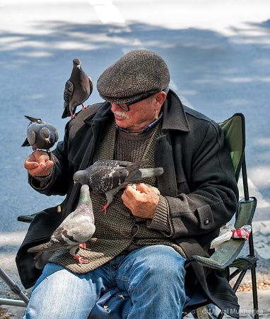 Feeding the Pigeons