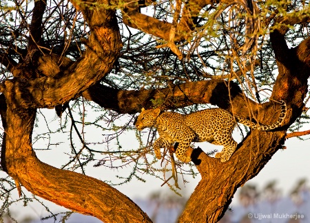 Leopard jumping