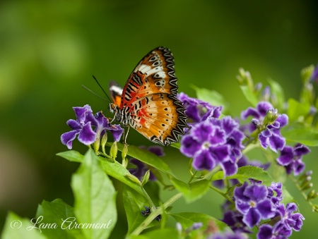 Butterfly Beauty